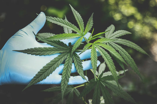 Sativa vs. Indica: What’s the Real Difference?