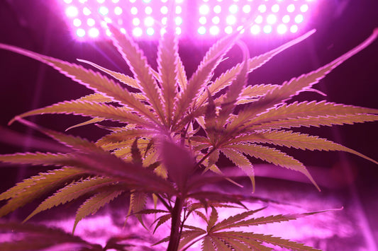 Understanding the Benefits of Marijuana: Nature’s Most Versatile Plant
